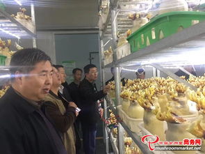 河南省領導陪同外商考察世紀香食用菌，共促農產品初加工發展