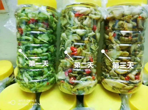 零投資高回報，攜手賀州壽城，共筑地瓜產(chǎn)業(yè)新篇章