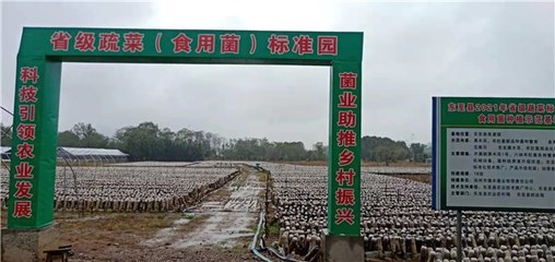 東至縣創(chuàng)建省級(jí)蔬菜園 深化初加工，繪就鄉(xiāng)村振興新藍(lán)圖